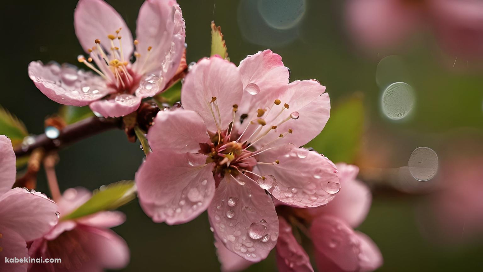 水滴のついたピンクの桜の花 / ブラーの壁紙(1536px x 864px) 高画質 パソコン用