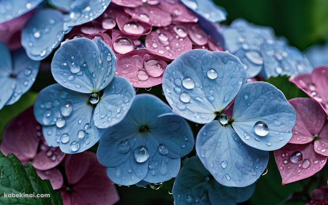 水滴のついた紫・水色の紫陽花の花 / クローズアップの壁紙(1280px x 800px) 高画質 パソコン用