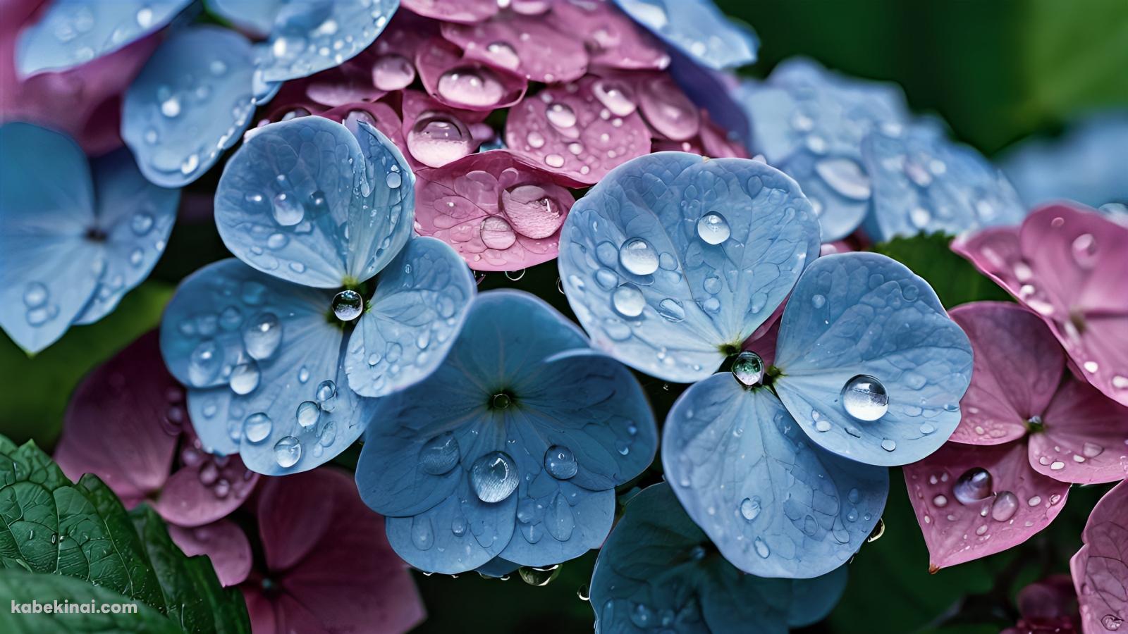 水滴のついた紫・水色の紫陽花の花 / クローズアップの壁紙(1600px x 900px) 高画質 パソコン用