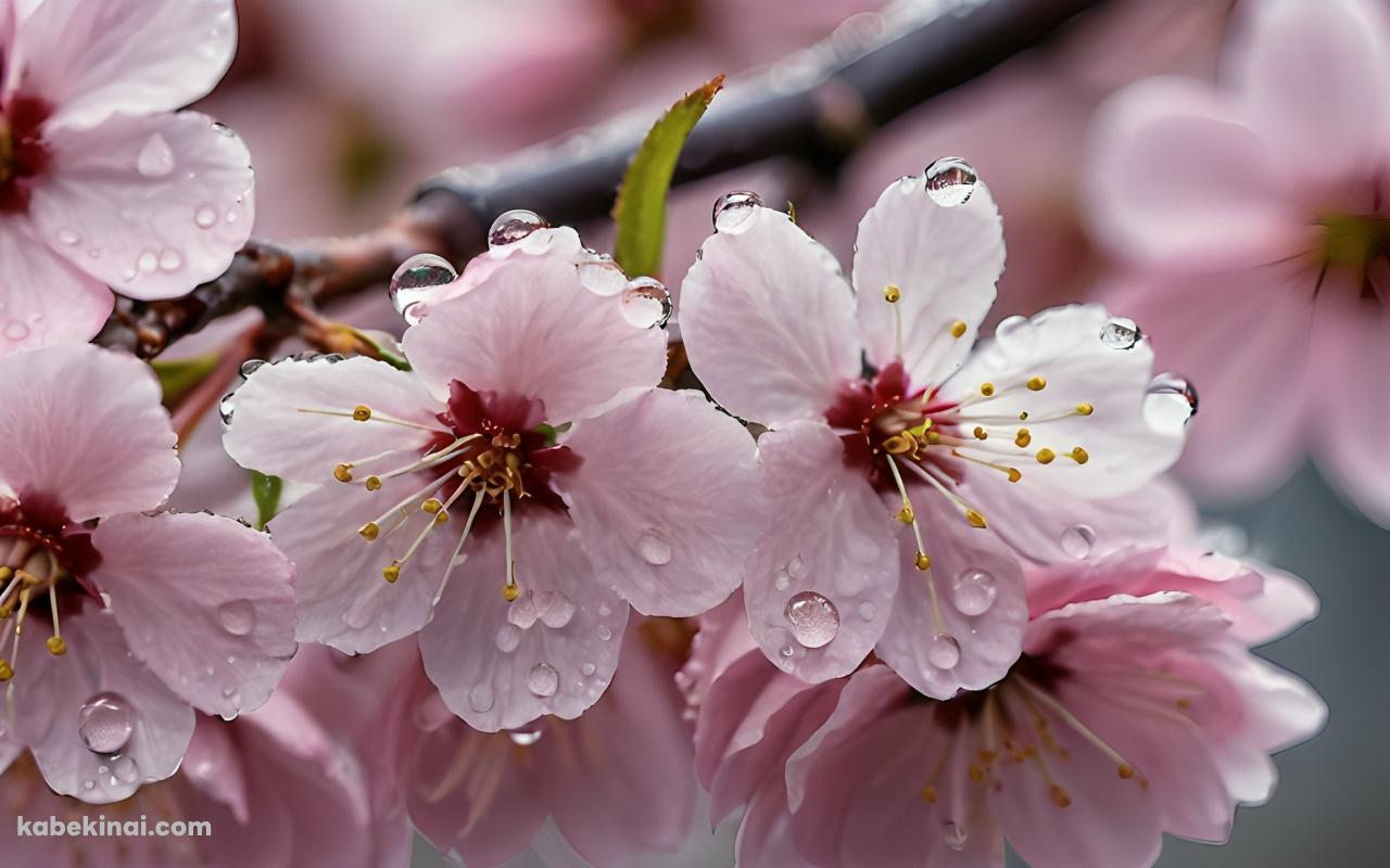 雨露が付いたピンクの桜 / クローズアップ / 春の壁紙(1280px x 800px) 高画質 パソコン用