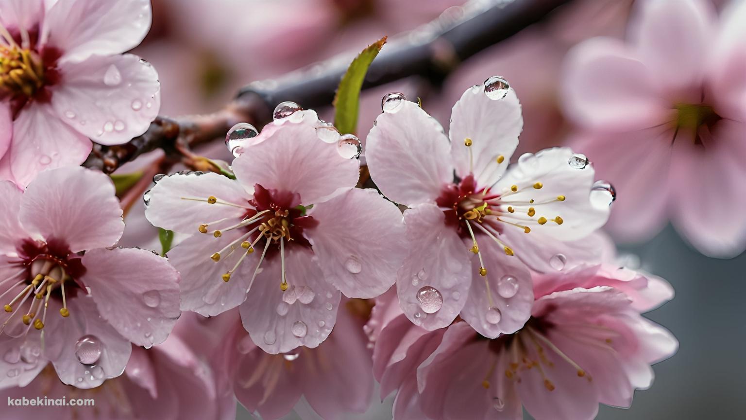 雨露が付いたピンクの桜 / クローズアップ / 春の壁紙(1536px x 864px) 高画質 パソコン用