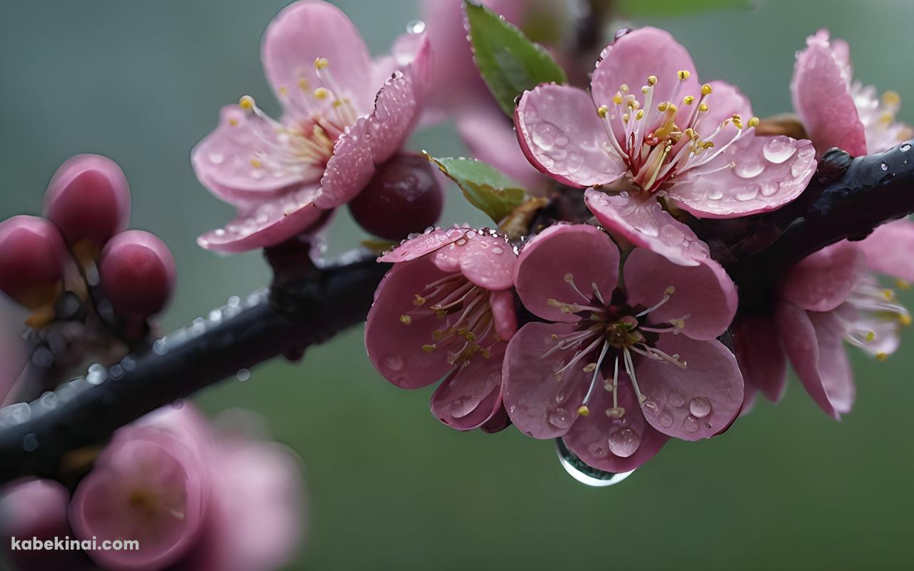 水滴のついたピンクの花 / 可愛いの壁紙(1280px x 800px) 高画質 パソコン用