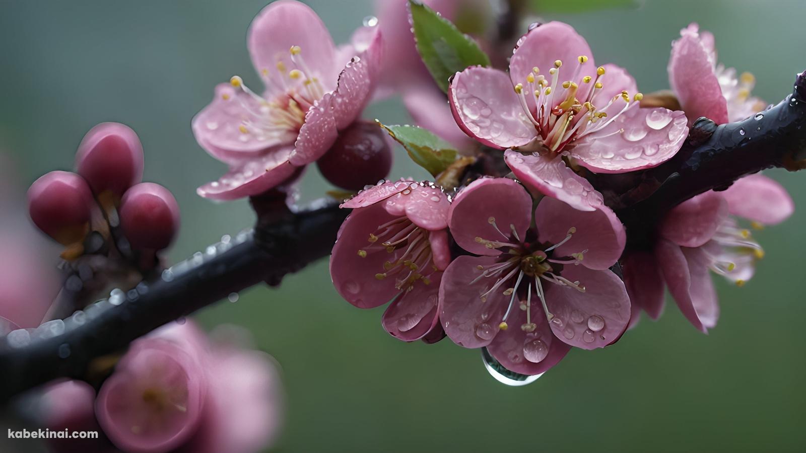 水滴のついたピンクの花 / 可愛いの壁紙(1600px x 900px) 高画質 パソコン用