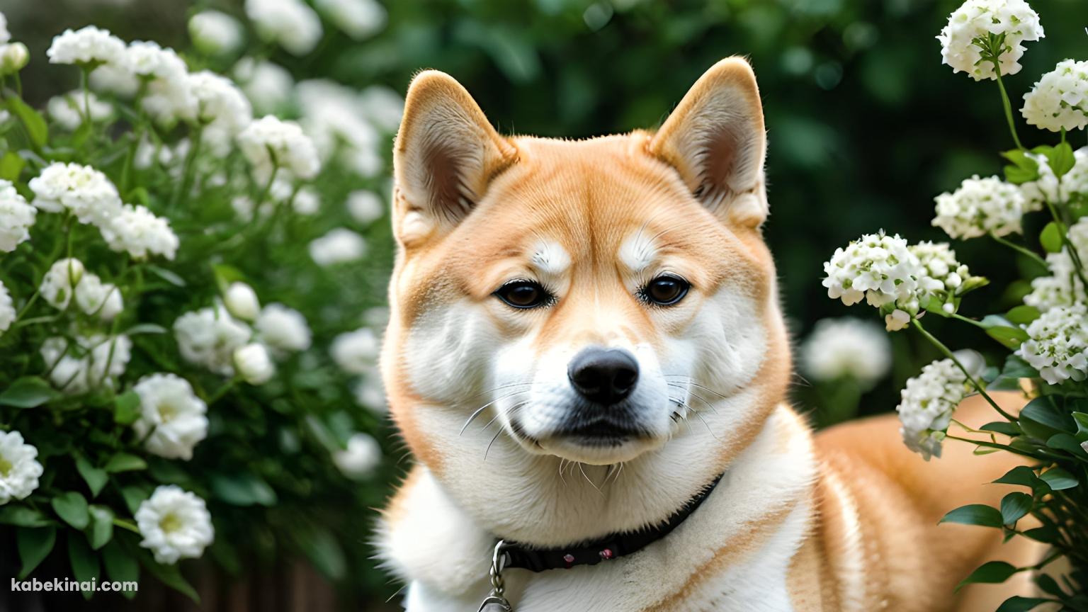 白い花と黒い首輪を付けた柴犬の壁紙(1536px x 864px) 高画質 パソコン用