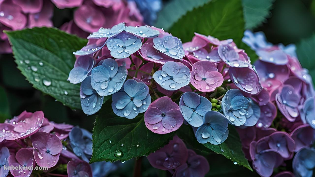 水滴がついた青と紫の紫陽花 / 6月の壁紙(1280px x 720px) 高画質 パソコン用