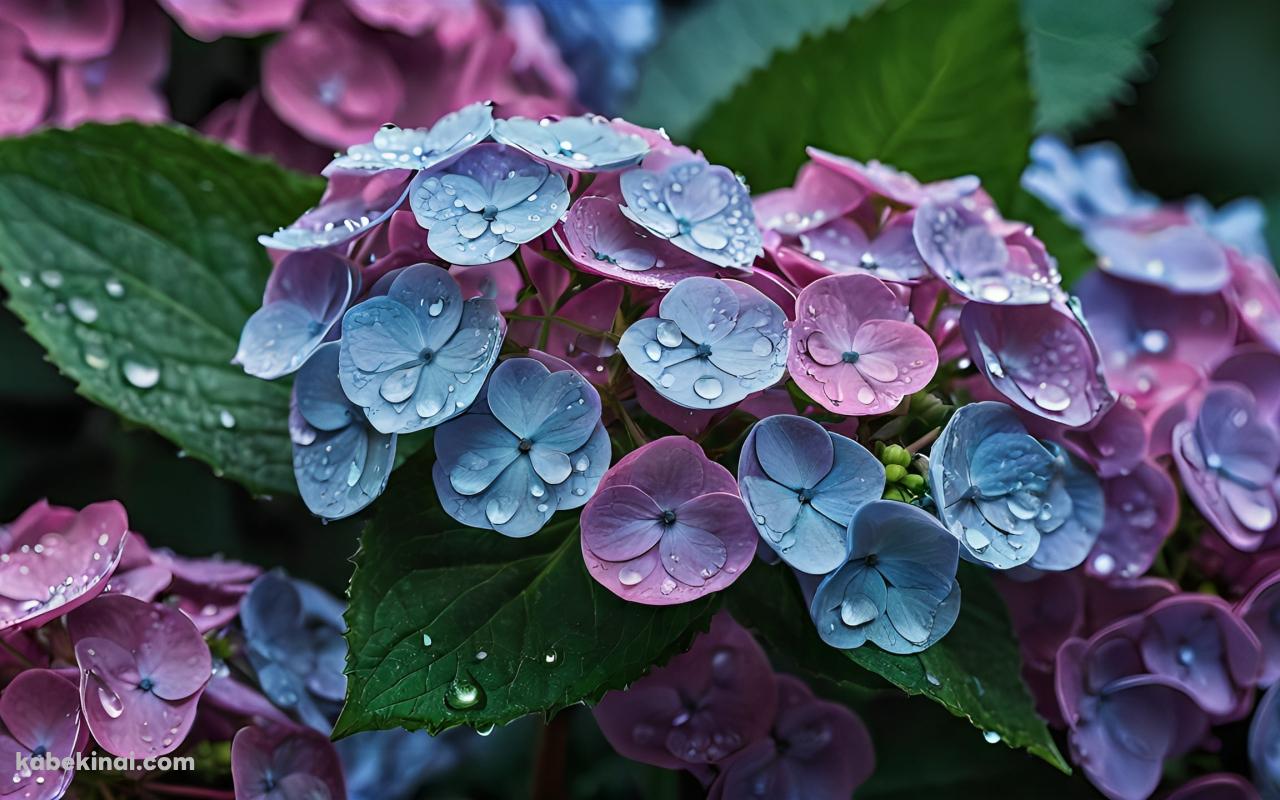 水滴がついた青と紫の紫陽花 / 6月の壁紙(1280px x 800px) 高画質 パソコン用