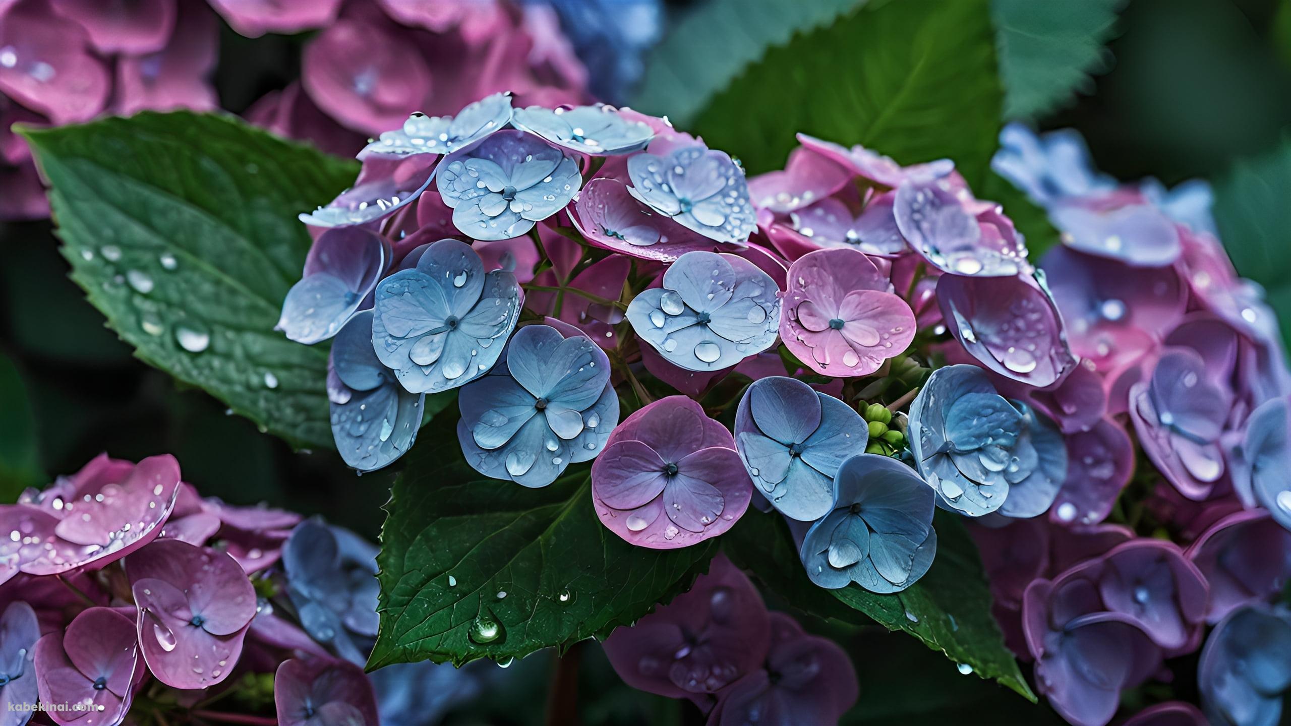 水滴がついた青と紫の紫陽花 / 6月の壁紙(2560px x 1440px) 高画質 パソコン用