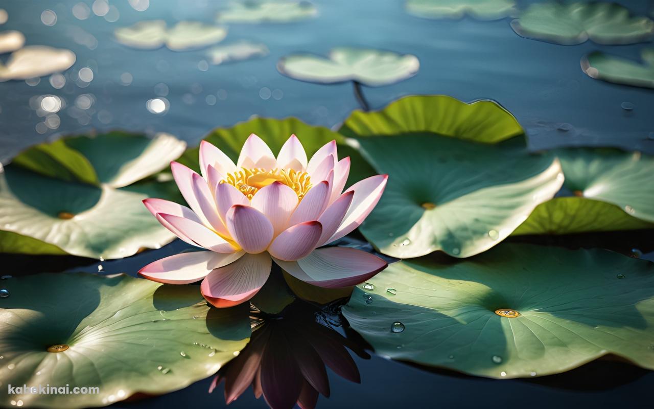 水に浮かぶピンクの蓮の花の壁紙(1280px x 800px) 高画質 パソコン用