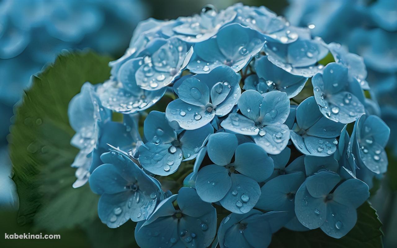 水滴がついた水色の紫陽花 / 綺麗の壁紙(1280px x 800px) 高画質 パソコン用