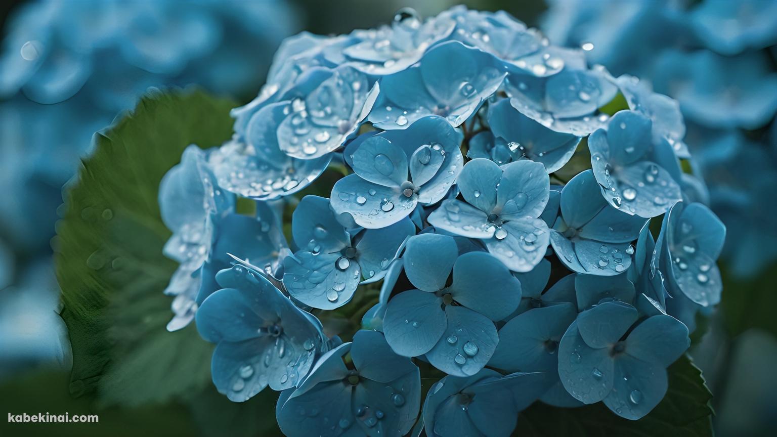 水滴がついた水色の紫陽花 / 綺麗の壁紙(1536px x 864px) 高画質 パソコン用