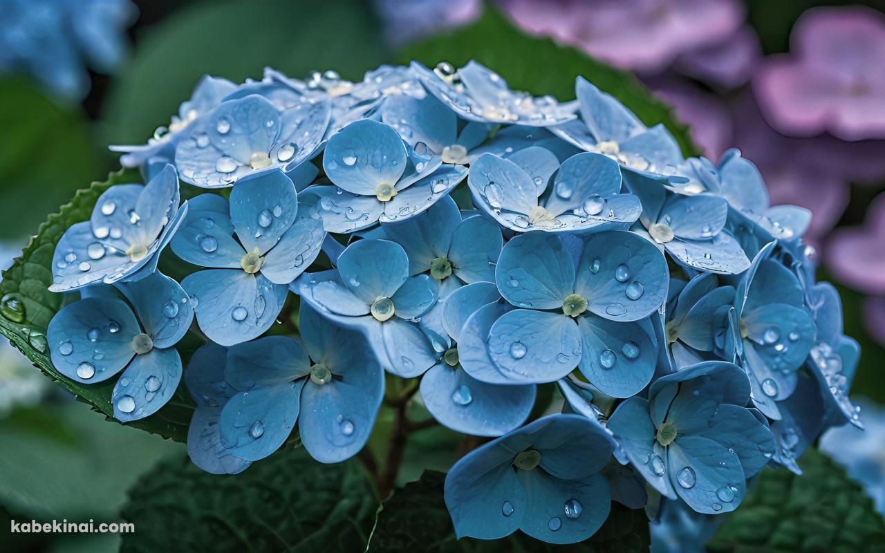 水滴のついた水色の紫陽花 / 緑の葉の壁紙(1280px x 800px) 高画質 パソコン用