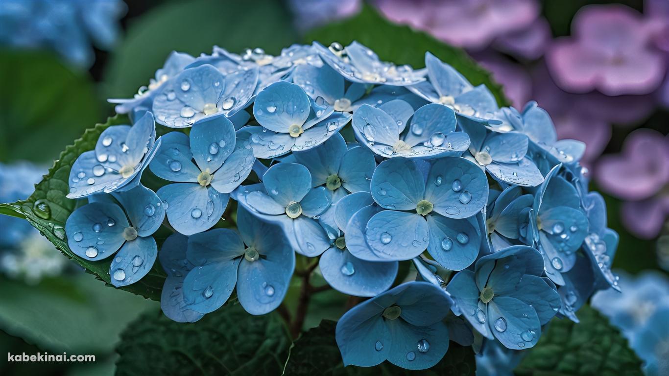 水滴のついた水色の紫陽花 / 緑の葉の壁紙(1366px x 768px) 高画質 パソコン用