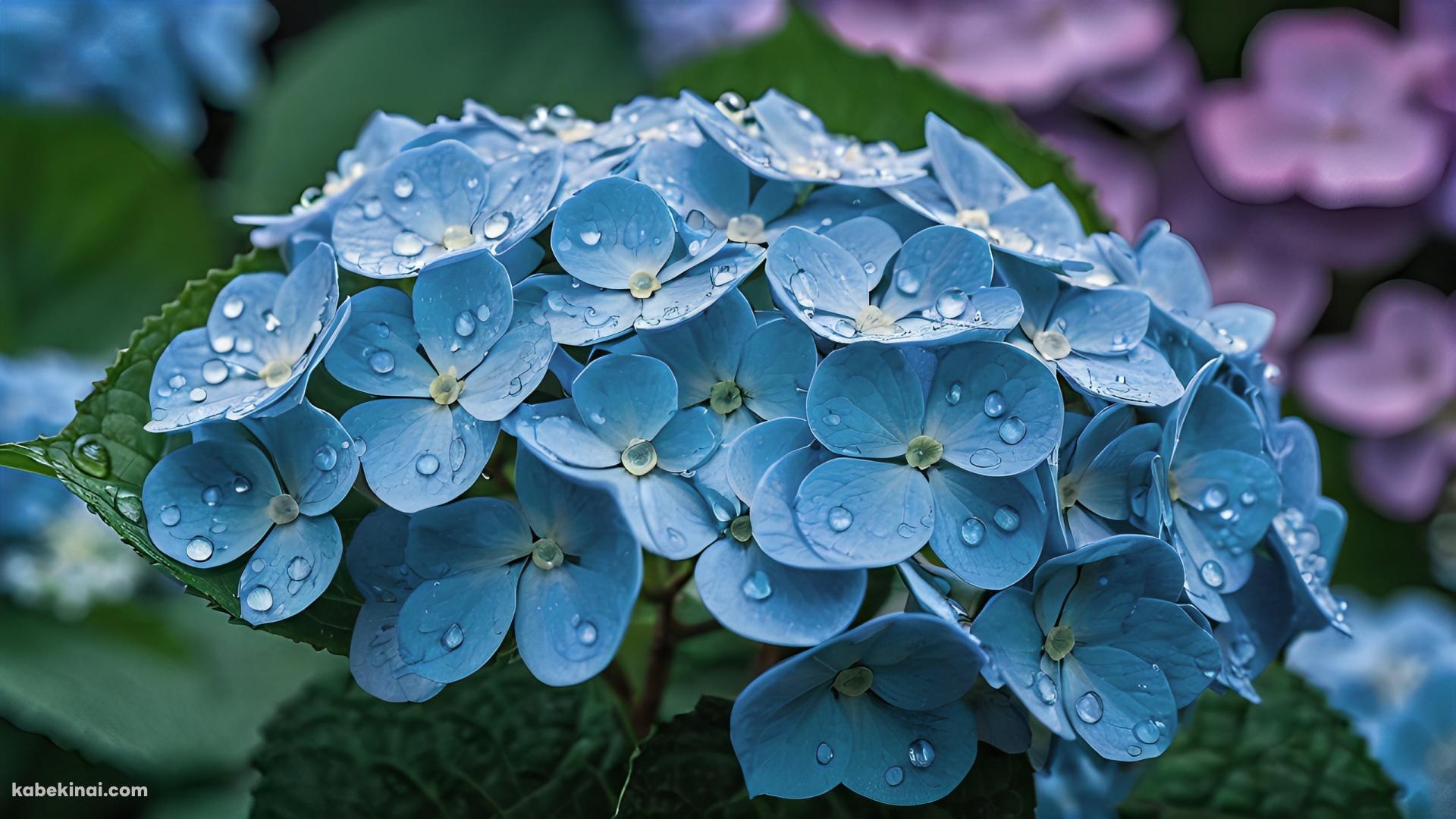 水滴のついた水色の紫陽花 / 緑の葉の壁紙(1920px x 1080px) 高画質 パソコン用