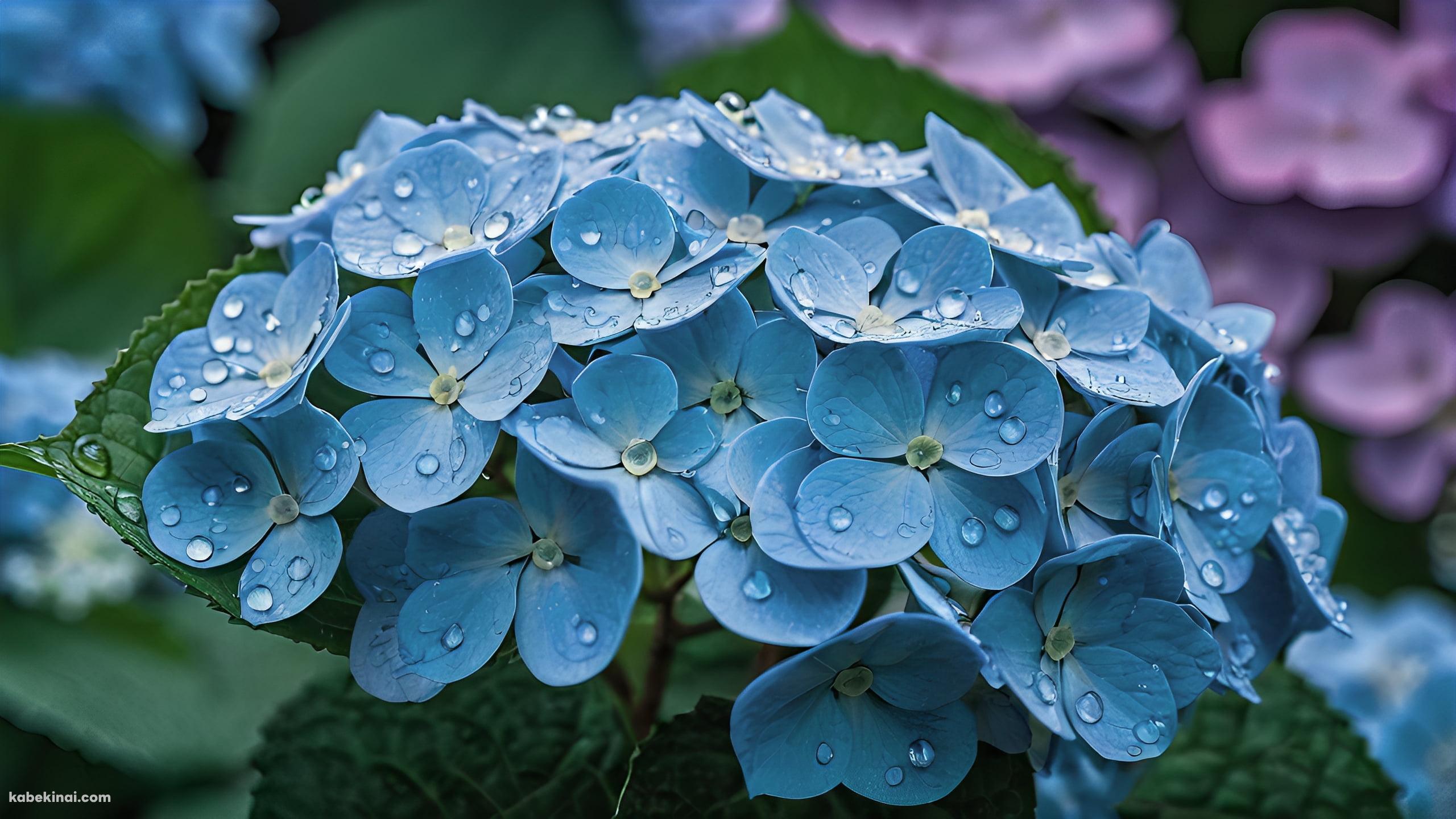 水滴のついた水色の紫陽花 / 緑の葉の壁紙(2560px x 1440px) 高画質 パソコン用