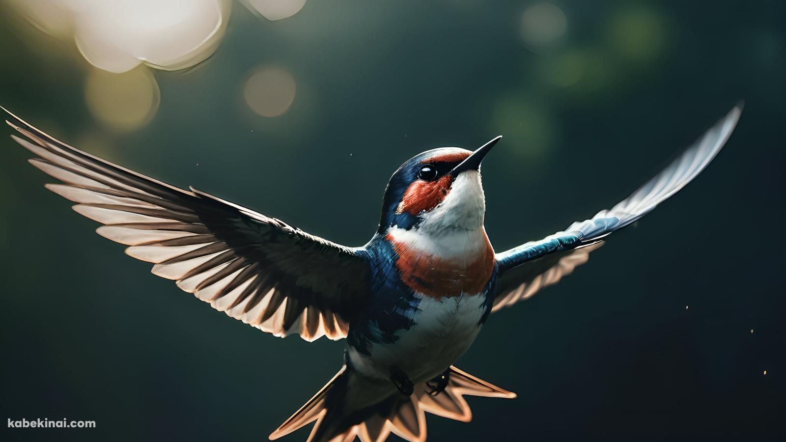 羽を広げた青と赤茶の可愛い鳥の壁紙(1600px x 900px) 高画質 パソコン用